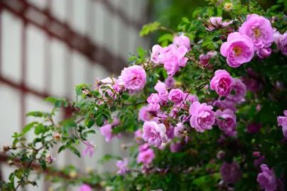 Rose Carpet Flower Colours.