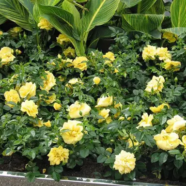 Rose Carpet Plant Spacing.