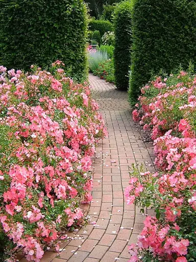 Rose Carpet Trimming.