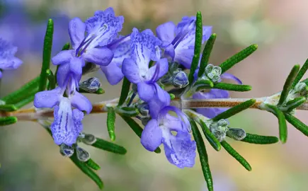 What Does It Mean When My Rosemary Flowers?