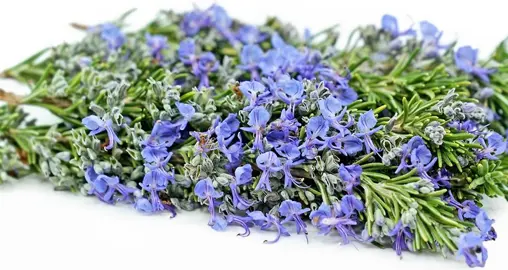 What Are Rosemary Flowers Good For?