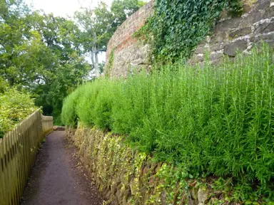 How Far Apart Should Rosemary Be Planted For Hedging?