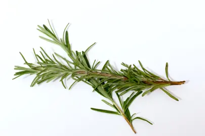 What Is Rosemary Leaf Good For?