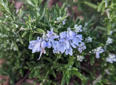 What Does A Rosemary Plant Look Like?