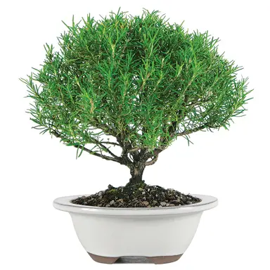 Can You Grow Rosemary As A Tree?