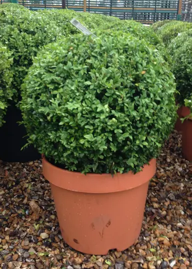 Selecting Your Buxus For Topiary.