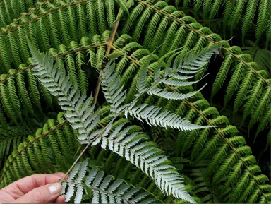 Is The Silver Fern Endemic To NZ?