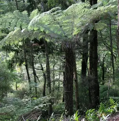 What Is Silver Fern Good For?