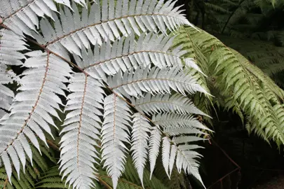 What Is The Māori Word For Silver Fern?