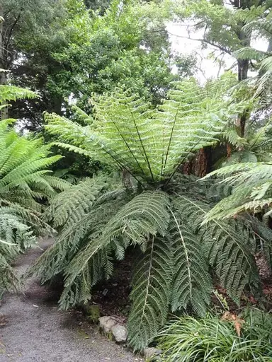 Silver Fern Plant Care.