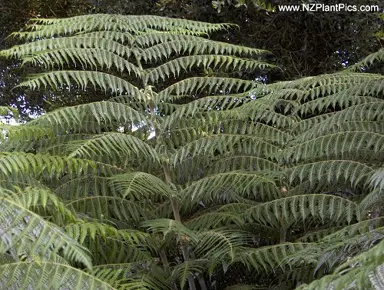 Silver Fern Plant Facts.