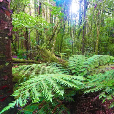 Silver Fern Plant Information.