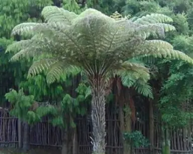 Silver Fern Tree.