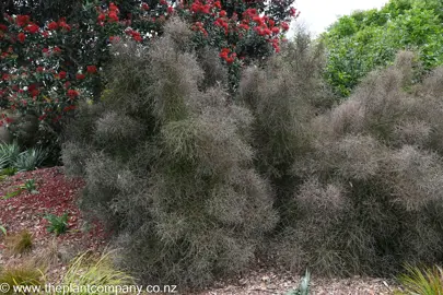 Small NZ Native Trees.