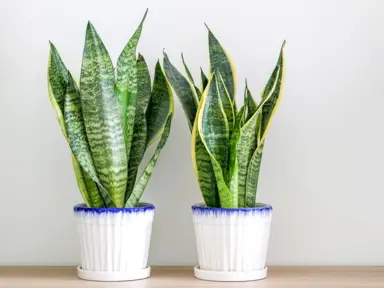 Snake Plant Care.