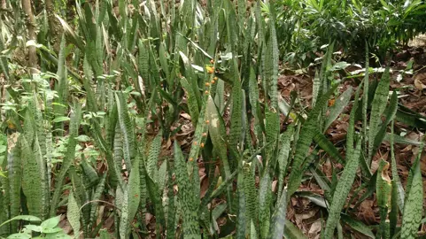 Is Snake Plant Invasive?