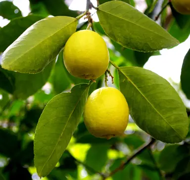 Solutions for Yellow Leaves on Lemon Trees.