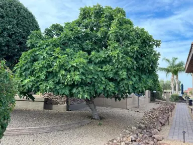 What Is Special About A Fig Tree?