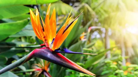 What Does A Strelitzia Symbolize?