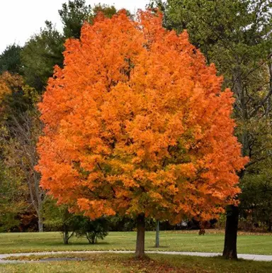 Sugar Maple Care.