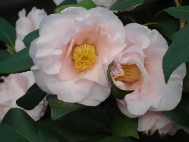 Sun Tolerant Camellia japonica.