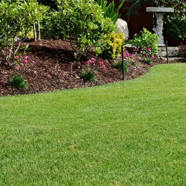 Tall Fescue Lawn Benefits.