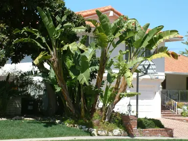 What Is The Tallest Bird Of Paradise?