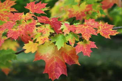 The Beauty of Sugar Maples.