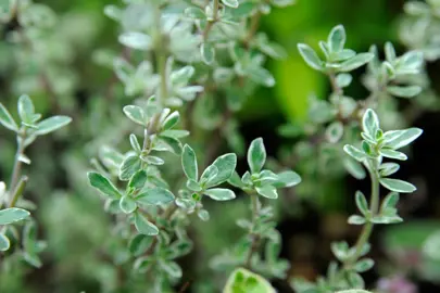 What Are Common Issues With Thyme?
