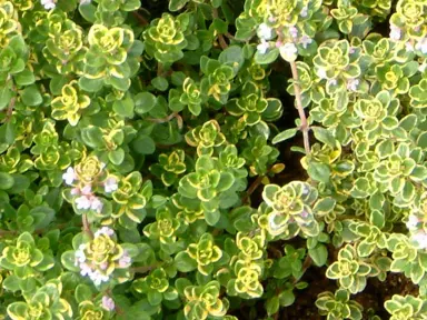 Thyme In The Plant Company’s Database.