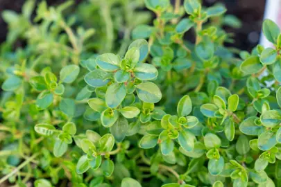 Does Thyme Grow Back After Cutting?