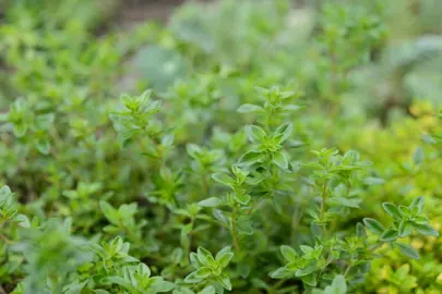 Does Thyme Grow In New Zealand?