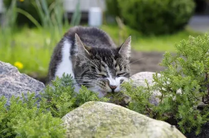 Is Creeping Thyme Safe For Cats?