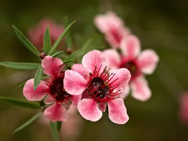 Top NZ Native Shrubs for Wet Areas in NZ.