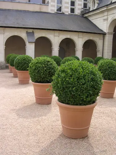 Caring for Your Topiary Balls.