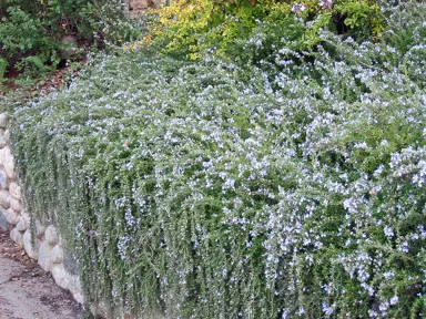 Is Trailing Rosemary The Same As Creeping Rosemary?