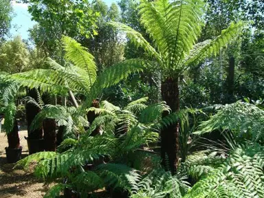 What Is the Lifespan Of A Tree Fern?