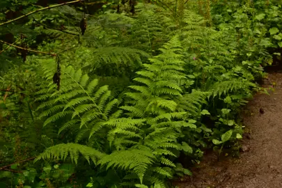 What Is The Difference Between A Fern And A Tree Fern?