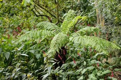 Do Tree Ferns Like Sun Or Shade?