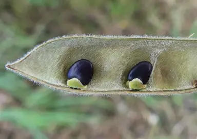 Tree Lucerne Propagation by Seeds.