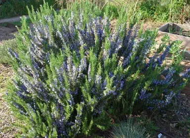 Tuscan Blue Rosemary Information.