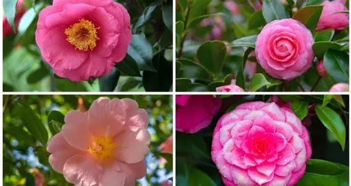 Types Of Camellia Flowers.
