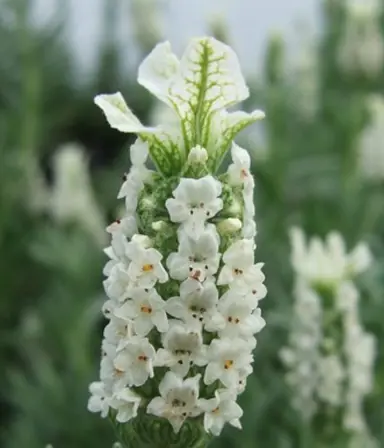 Types Of White Lavender In NZ.