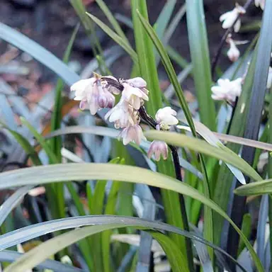 Understanding Mondo Grass.