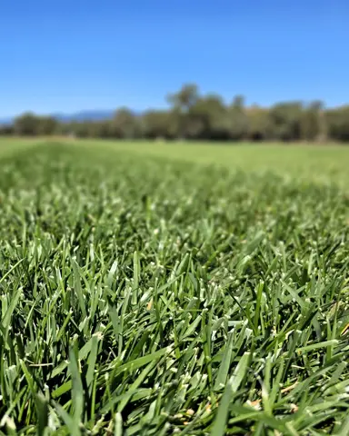 Understanding Tall Fescue Grass.