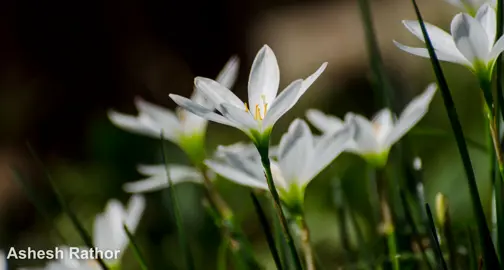 Understanding the Rain Lily.