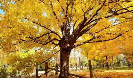 Understanding the Sugar Maple.