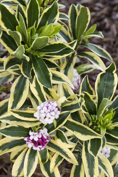What Are Some Variegated Daphne Varieties?