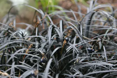 Varieties of Mondo Grass.