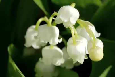 The Versatility of Lily Of The Valley.